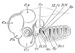 Illustration: Figure 333