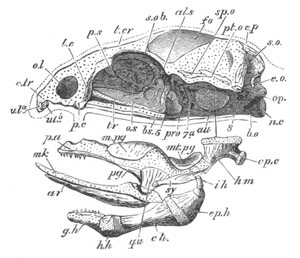 Illustration: Figure 335