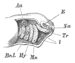 Illustration: Figure 337