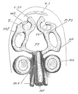 Illustration: Figure 338