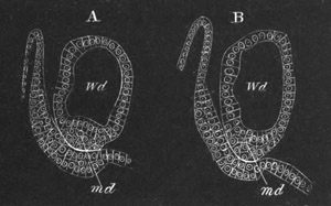 Illustration: Figure 406