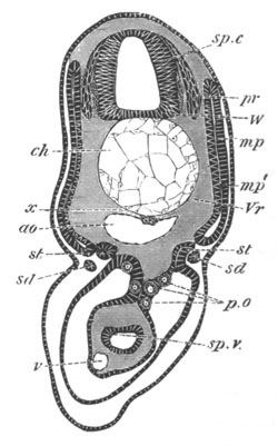 Illustration: Figure 410