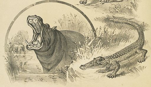 hippo, crocodile