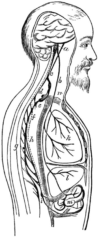 Alternate course of the   vaso-motor nerves of the liver