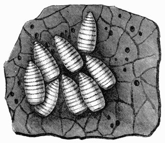 Fig. 44.—Portion of the stomach of the horse, and larvæ of Œstrus (gasterophilus) equi.