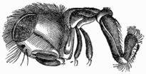Fig. 56.—Trunk of the Meat-fly.