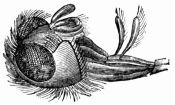 Fig. 58.—Retractile proboscis of Blue-bottle fly.