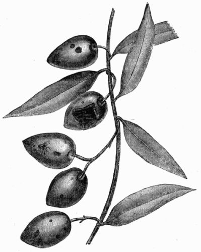 Fig. 66.—Olives attacked by Dacus oleæ.