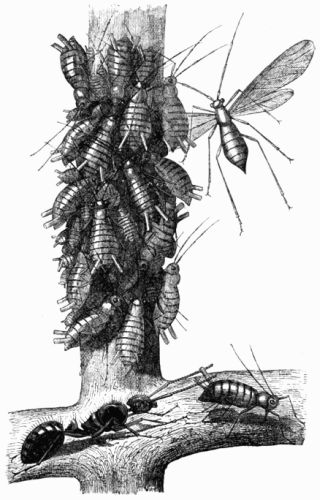 Fig. 91.—Aphides and Ant (magnified).