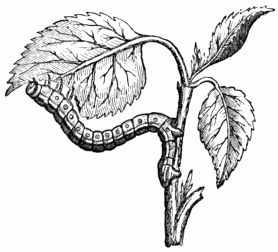 Fig. 101.—Looper Caterpillar eating the leaves of the Apricot (after Réaumur).