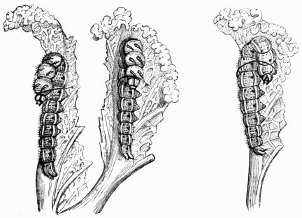 Fig. 108.—Caterpillars of the Cabbage Butterfly (Pieris brassicæ).