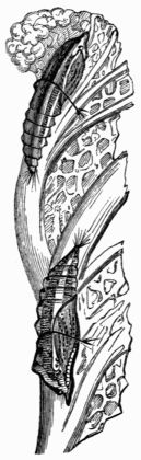 Fig. 110.—Pupæ of Pieris brassicæ.