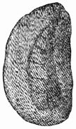 Fig. 111.—Cocoon, after Réaumur.