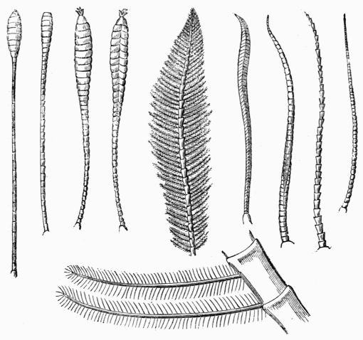 Fig. 137.—Antennæ of Lepidoptera.