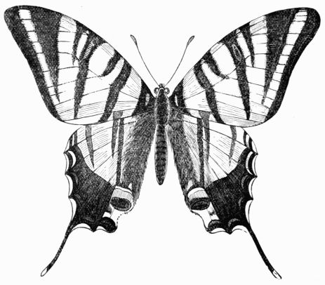 Fig. 142.—The scarce Swallow-tailed Butterfly