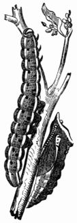 Fig. 145.—Caterpillar and Chrysalis of Pieris brassicæ.