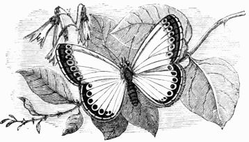 Fig. 155.—Lycæna (Polyommatus) Corydon.