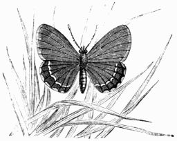 Fig. 156.—Lycæna (Polyommatus) battus.