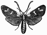 Fig. 175.—Six-spot Burnet Moth