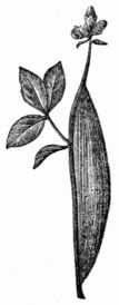 Fig. 176.—Cocoon of the Zygæna filipendulæ.