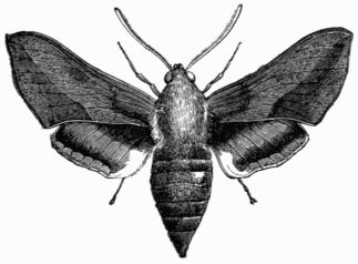 Fig. 181.—Deilephila euphorbiæ.