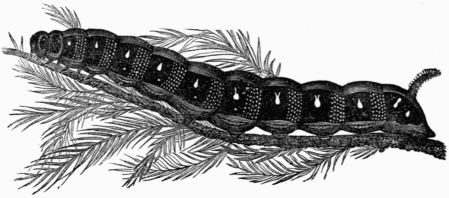 Fig. 182.—Larva of Deilephila euphorbiæ.