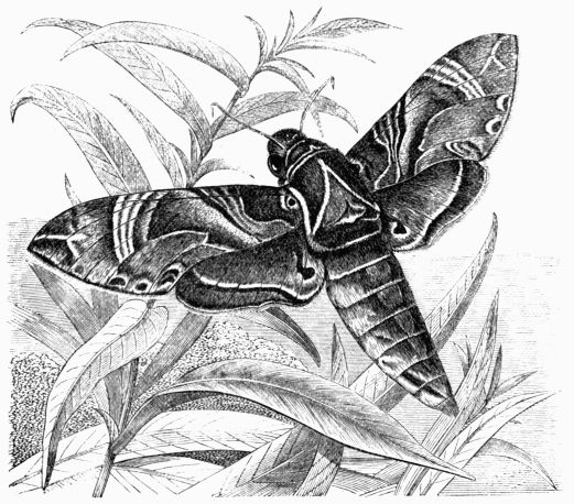 Fig. 183.—Deilephila (Chærocampa) nerii.
