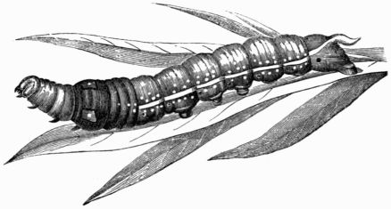 Fig. 184.—Larva of Deilephila (Chærocampa) nerii.