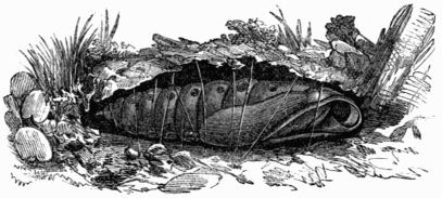 Fig. 185.—Pupa of Deilephila (Chærocampa) nerii.