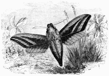 Fig. 186.—Deilephila (Chærocampa) elpenor.