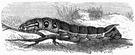 Fig. 187.—Larva of Deilephila (Chærocampa) elpenor.