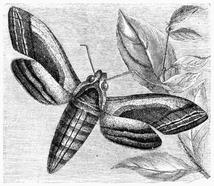 Fig. 189.—Privet Hawk-Moth