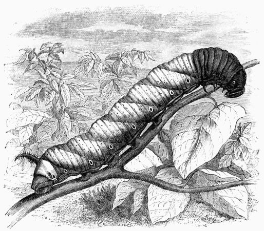 Fig. 194.—Larva of the Death's-head Hawk-Moth