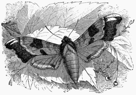 Fig. 196.—Lime Hawk-Moth