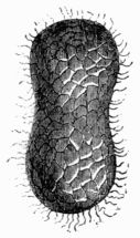 Fig. 215.—Cocoon of Bombyx mori, drawn in towards the middle.