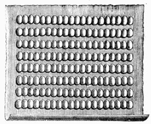 Fig. 218.—Sheet of paper with rows of cocoons prepared for the exit of the moths destined for laying eggs.