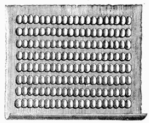 Fig. 218.—Sheet of paper with rows of cocoons prepared for the exit of the moths destined for laying eggs.