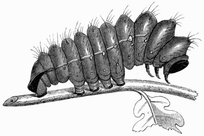 Fig. 221.—Larva of Attacus (Bombyx) Yama-Maï.