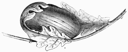 Fig. 222.—Cocoon of Attacus (Bombyx) Yama-Maï.