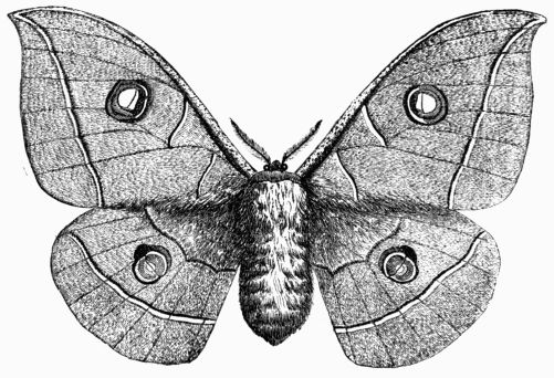 Fig. 223.—Attacus (Bombyx) Yama-Maï.