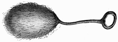 Fig. 227.—Cocoon of Attacus (Bombyx) Mylitta.