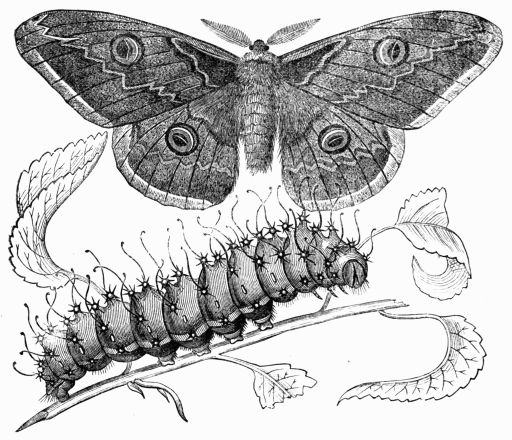 Fig. 229.—Saturnia pavonia-major.