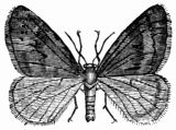 Fig. 265.—Chimatobia brumata, male.