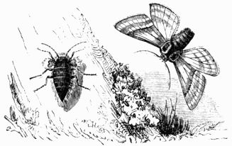 Fig. 267.—Nyssia zonaria, male and female.