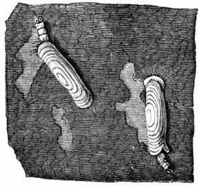 Fig. 294.—Larvæ of the Woollen Moth 