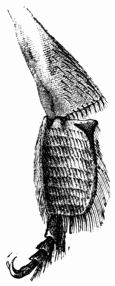 Fig. 310.—Leg of a Bee (magnified).