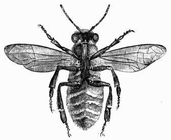 Fig. 315.—Bee seen through a magnifying glass at the   moment when the plates of wax appear between the segments of the abdomen.