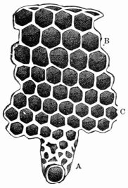 Fig. 318.—The cells of a Bee-hive.
