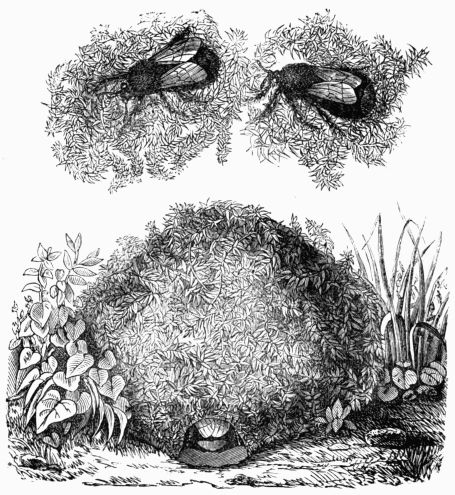Fig. 335.—Nest of the Moss Humble Bee