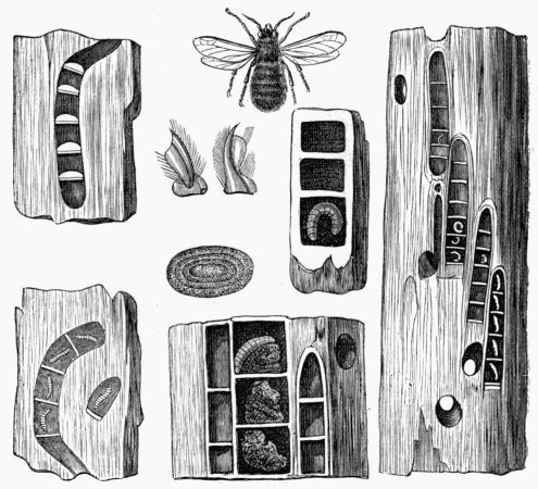 Fig. 339.—Carpenter Bee, Pupæ, Eggs, Galleries, and Nests.
